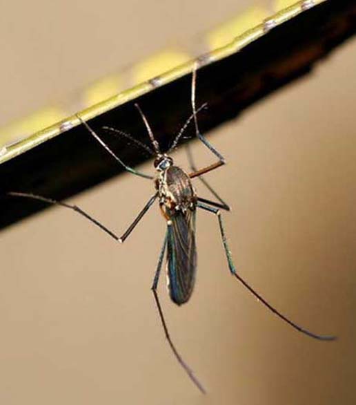 淡色庫蚊（污水型）