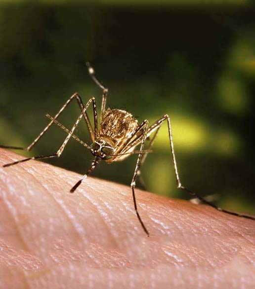 中華按蚊（稻田型）